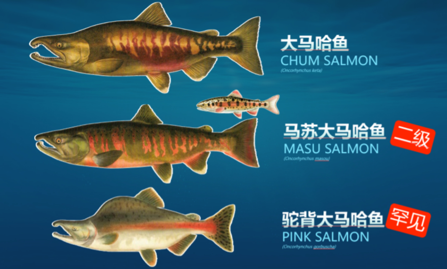 【大马哈鱼就是三文鱼？】大马哈鱼的英文名“Salmon”，音译成汉语其实就是我们