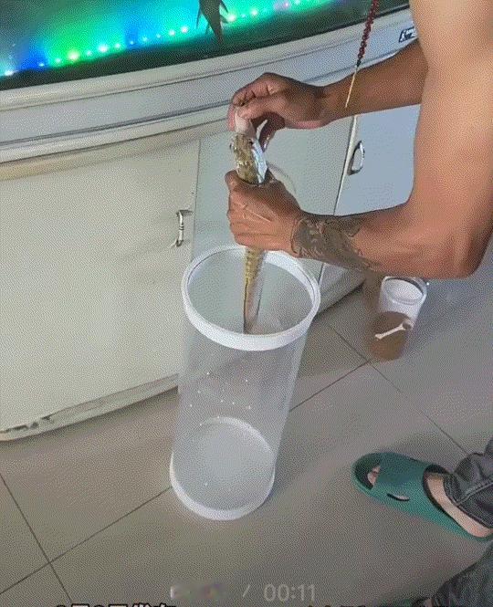 哭笑不得。男子家中悉心喂养的银龙鱼不幸离世了，男子正伤心欲绝的查看鱼还有没有动静