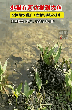 馋嘴小猫盯上河里的鱼，静静蹲守岸边观察动静。等鱼儿靠近，立马出手稳稳抓住，整套动