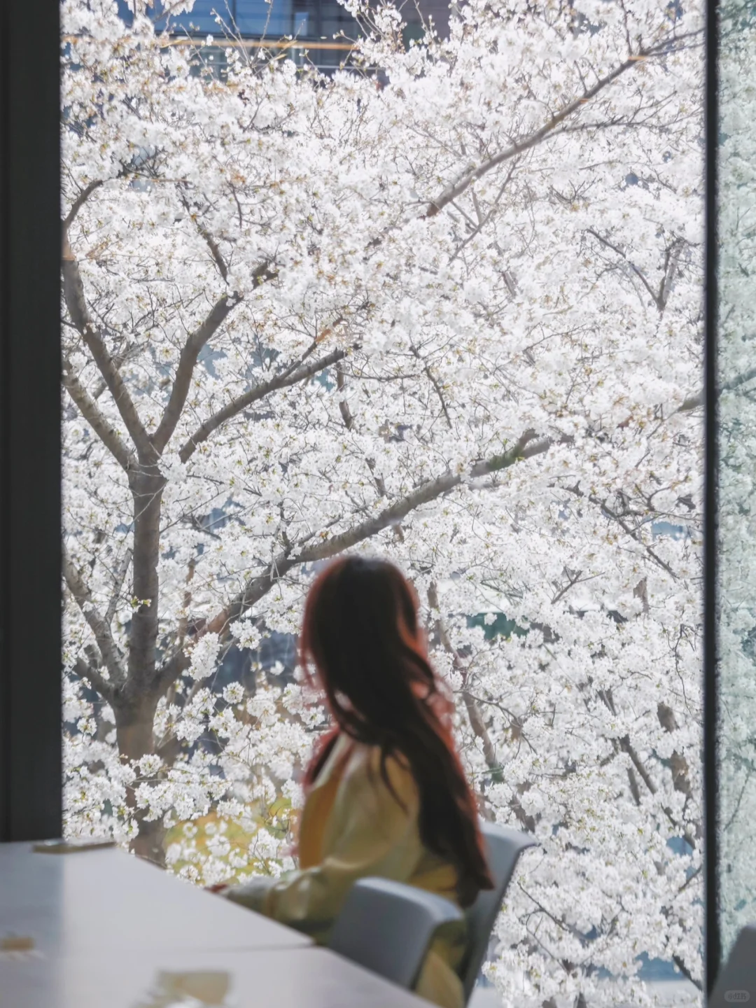 樱花盛开的教室🌸我在杭州拍到了“梦中情窗