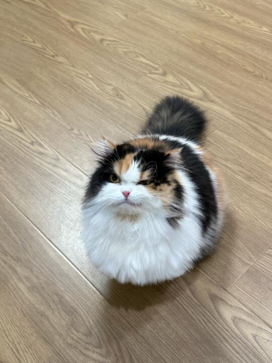 猫巴拉，你很有名
