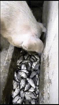 猪：鱼太多了，吃不完，根本吃不完。
