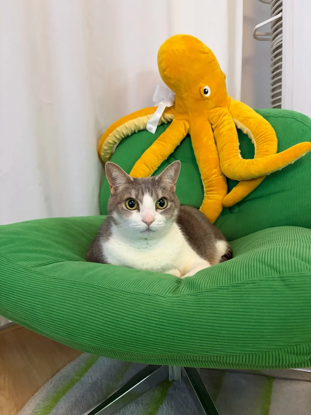 有点晕猫了