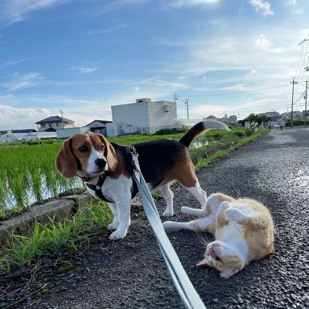 比格：你看到了啊，是他自己摔倒的！ 