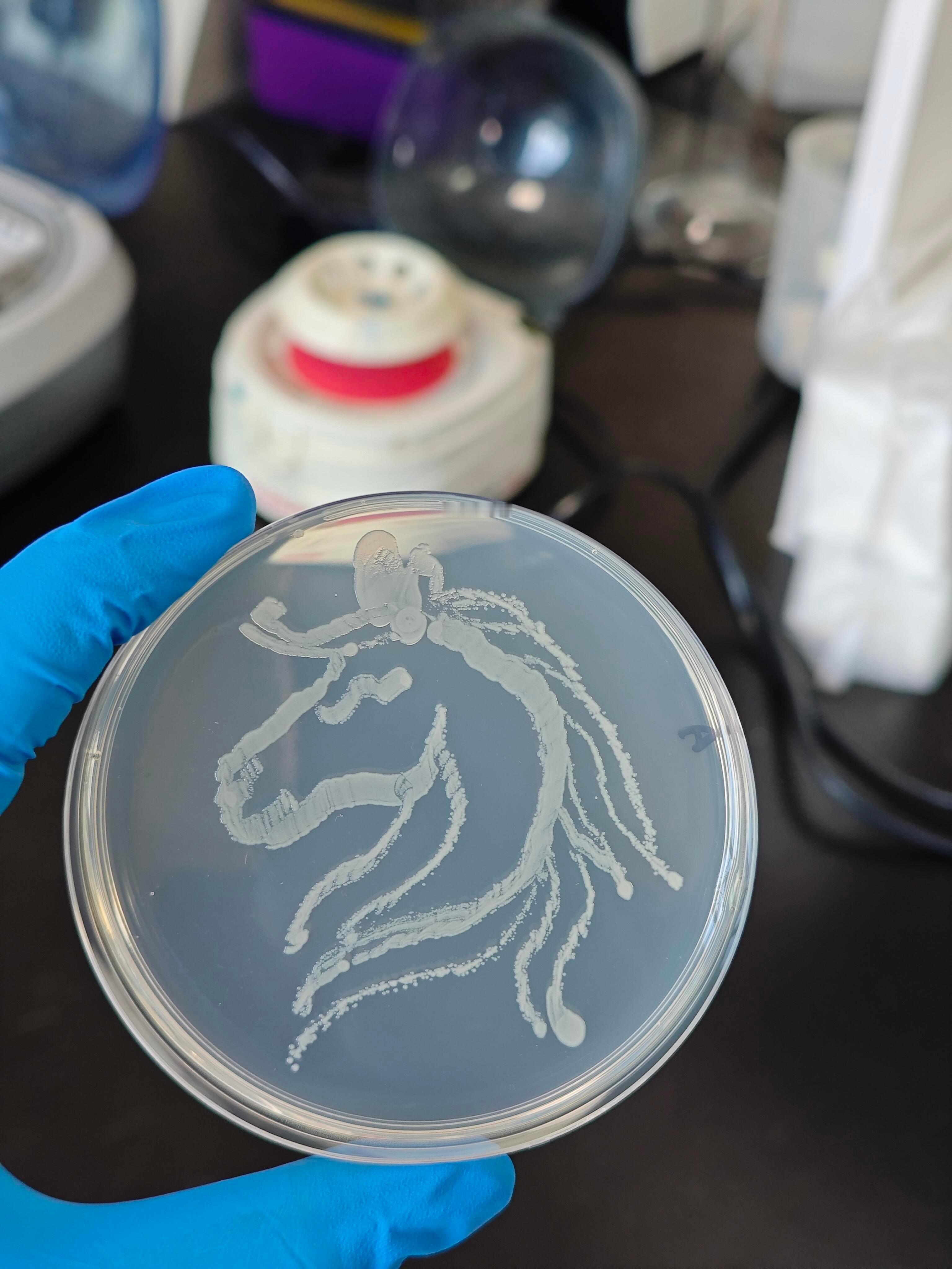 很有艺术细胞的细菌们 