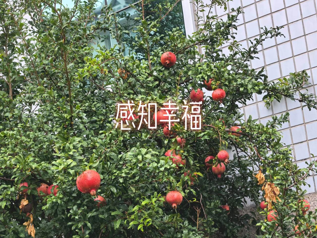 感知幸福是一种能力