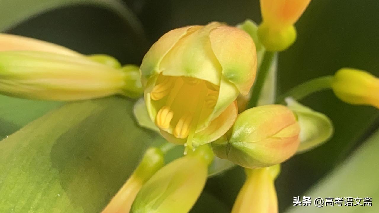 天南地北大拜年清新自然的花朵，绽放出生命的色彩！🌸🌿