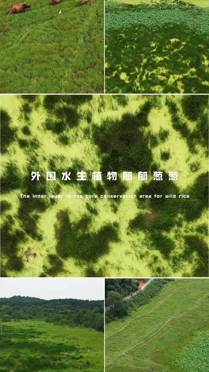 野生花库。
株洲茶陵-野生稻国家级湿地。茶陵野生稻湿地内层为野生稻核心保护区，外