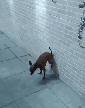 铲屎官看不到、看不到！好一只心机dog 
