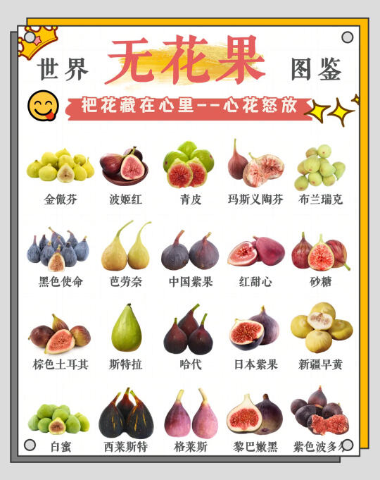 🌿无花果的奇妙世界🌿