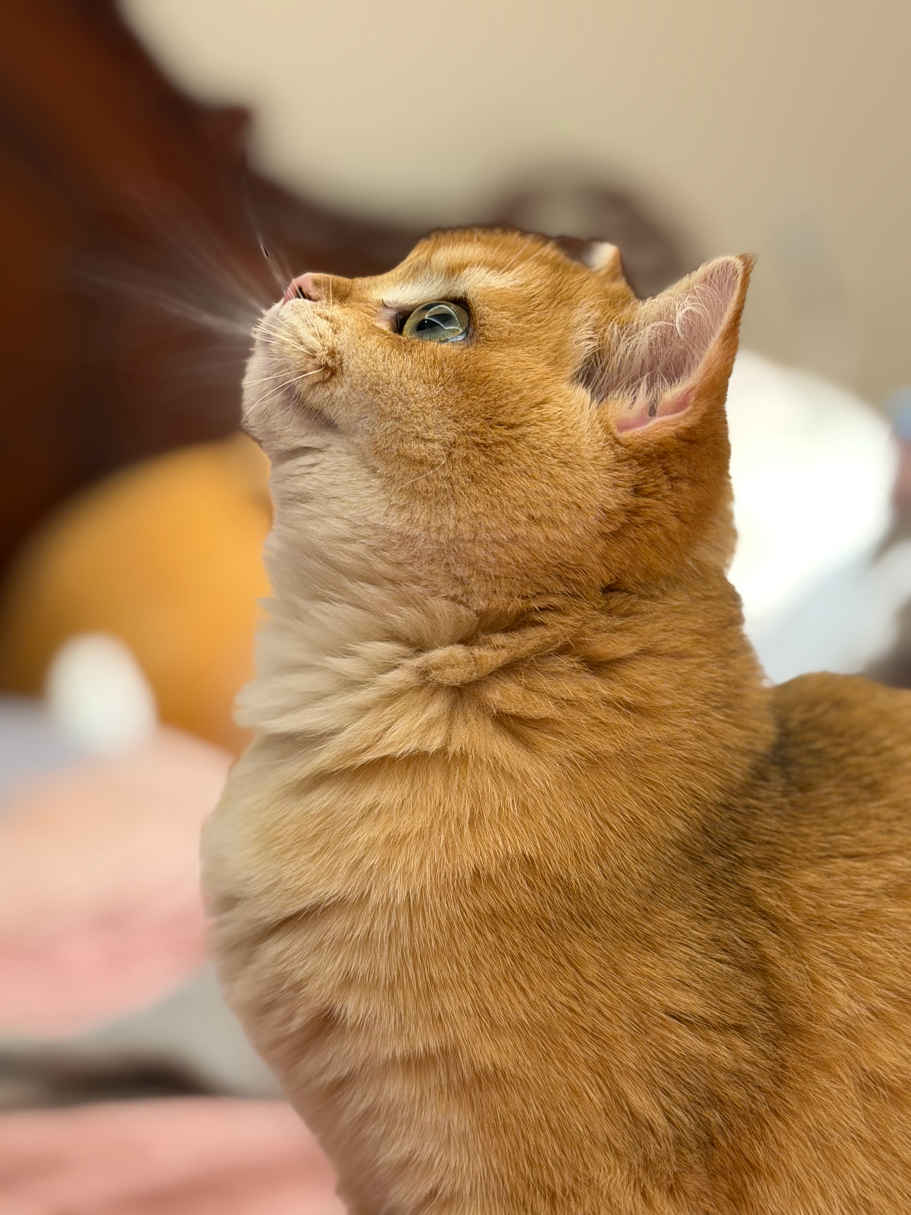 真的有人能看到这个宝宝不拍一百张吗[捂嘴哭] 朋友锐评我是她家猫的站姐了🤣🤣