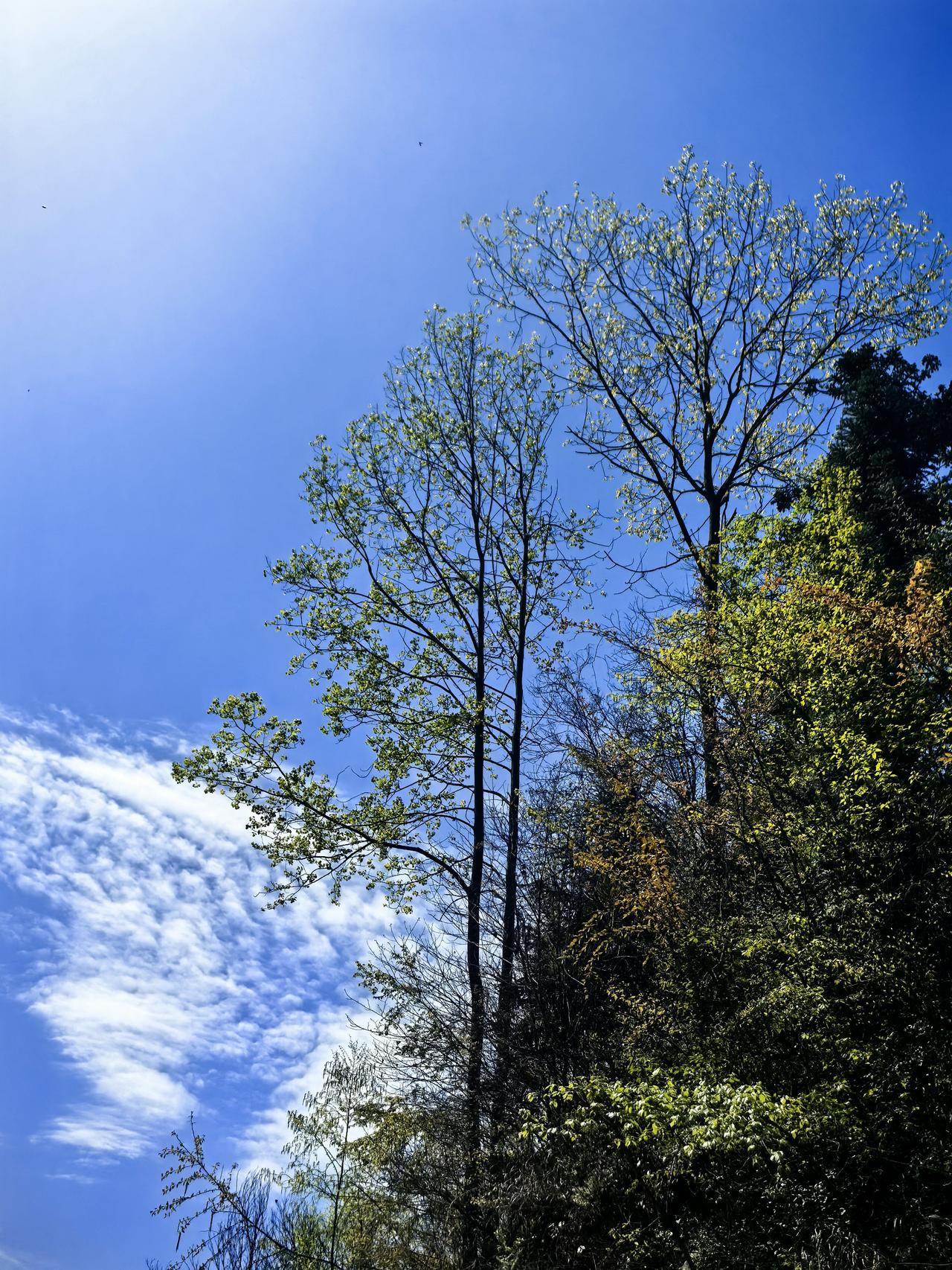 家门口的春天进山寻春，空气清新，绿色养眼，心旷神怡！
