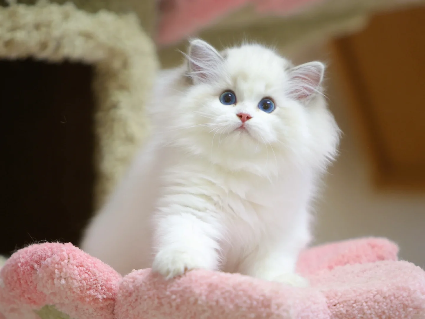 蓝山猫妹妹·阿狸