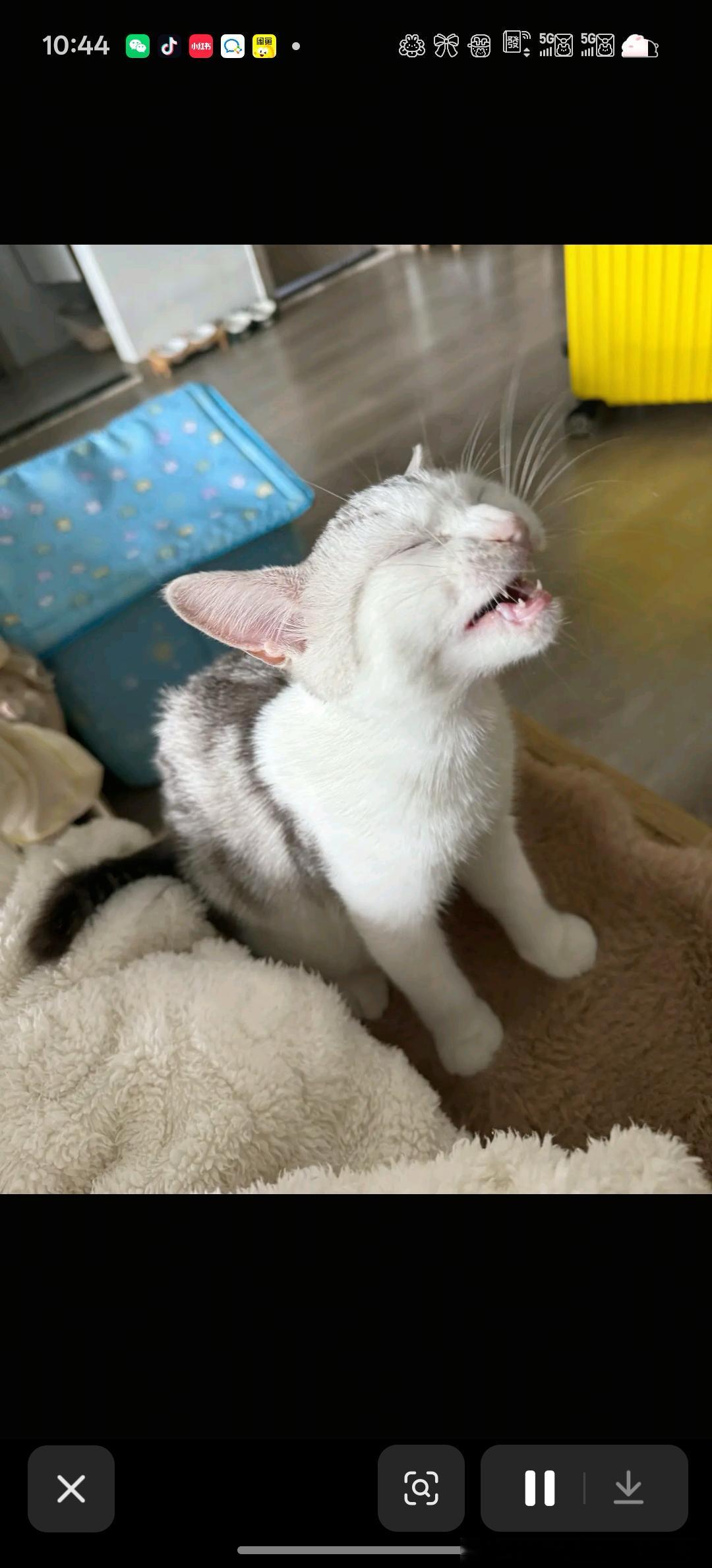 49279【丑猫】神图有了，申请当镇厕神图 