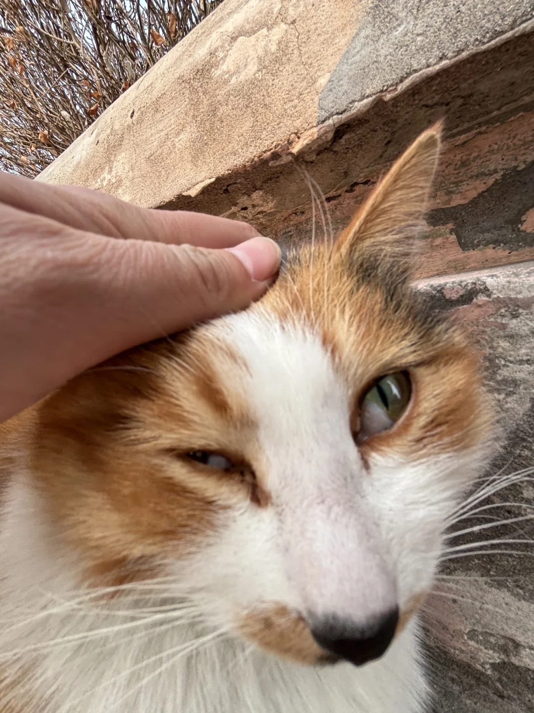 谁说我们小猫没有自己的猫生照片！