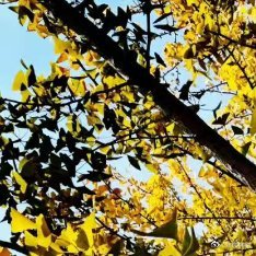 趁着暖阳寻找初冬的美好