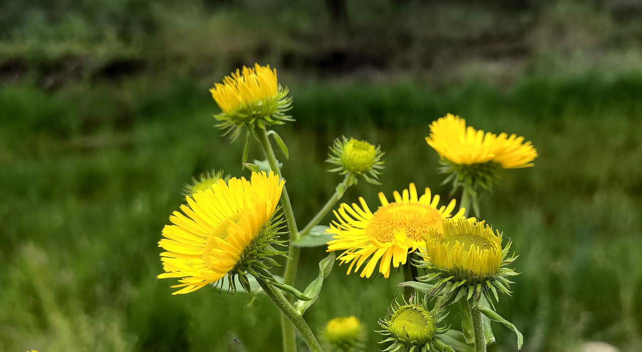 阳光下的野花，绽放出自然的美丽。🌻🌿