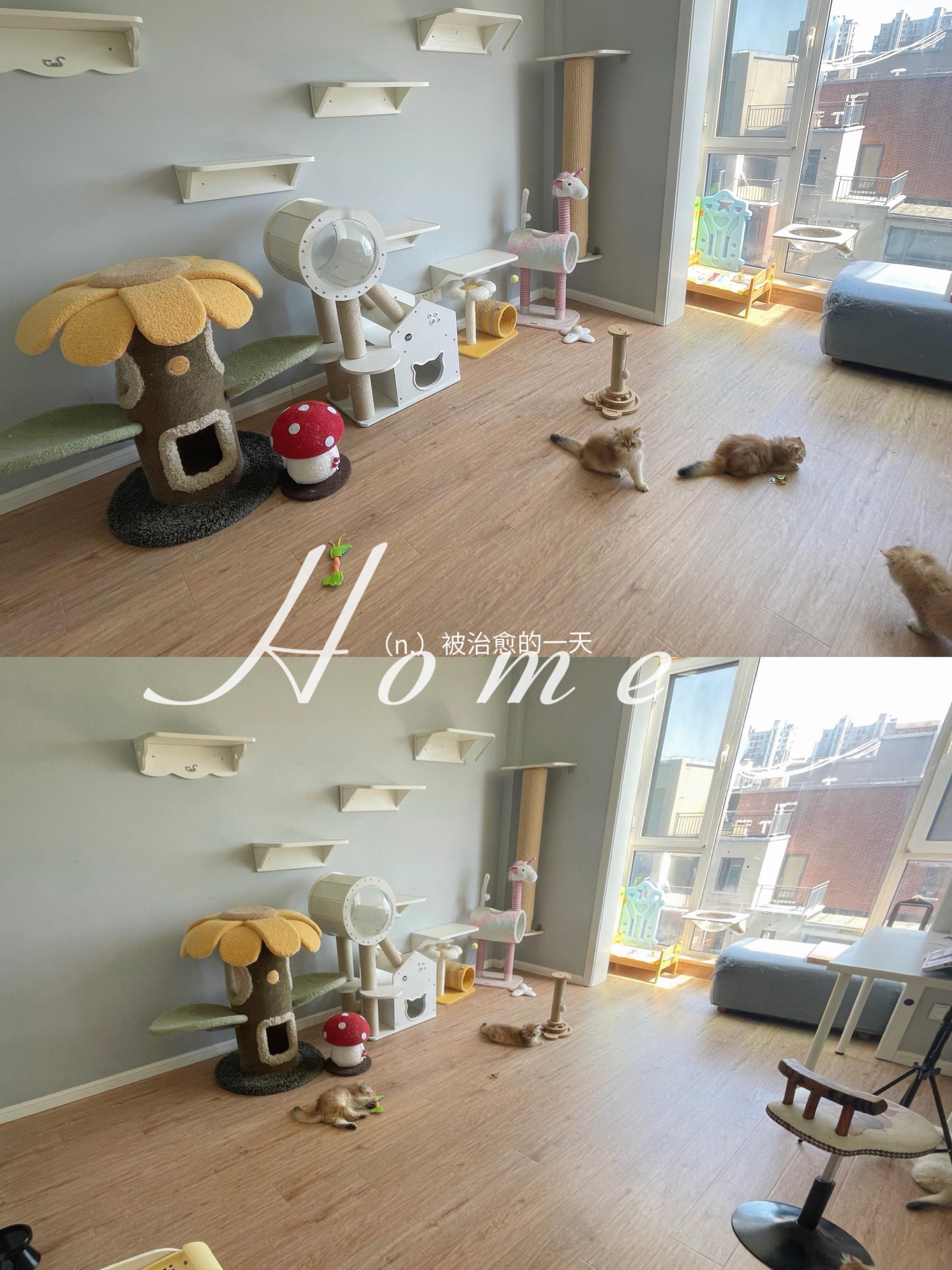 好消息是可以开空调了坏消息是熬了一夜叒过敏了#英国长毛猫##金点##金渐层# ​