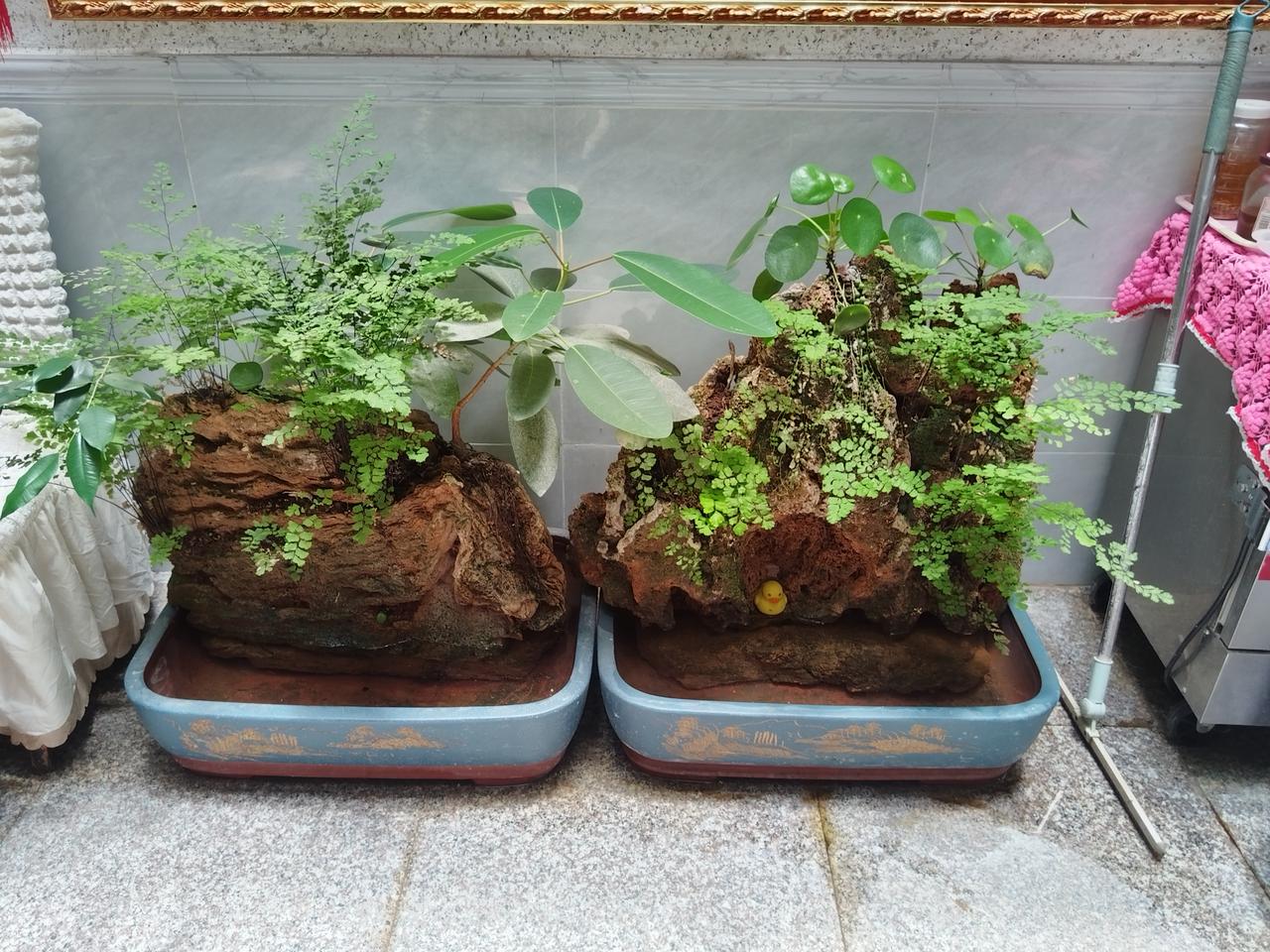吸水石