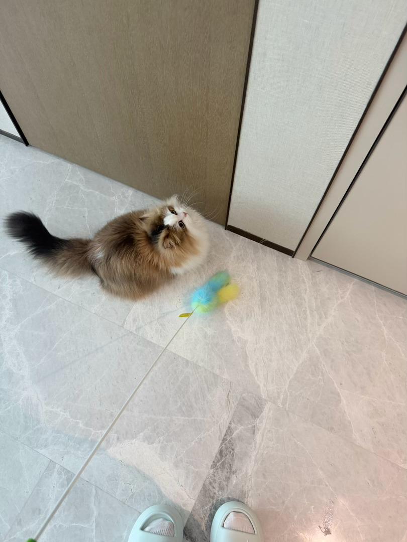 有这个激光笔我要把家里逗猫棒都扔了 
