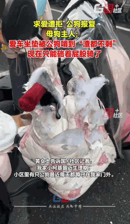 笑不活了！9月11日，安徽合肥，一女子在小区遛狗时，经常遇到一只公狗，最近家里的