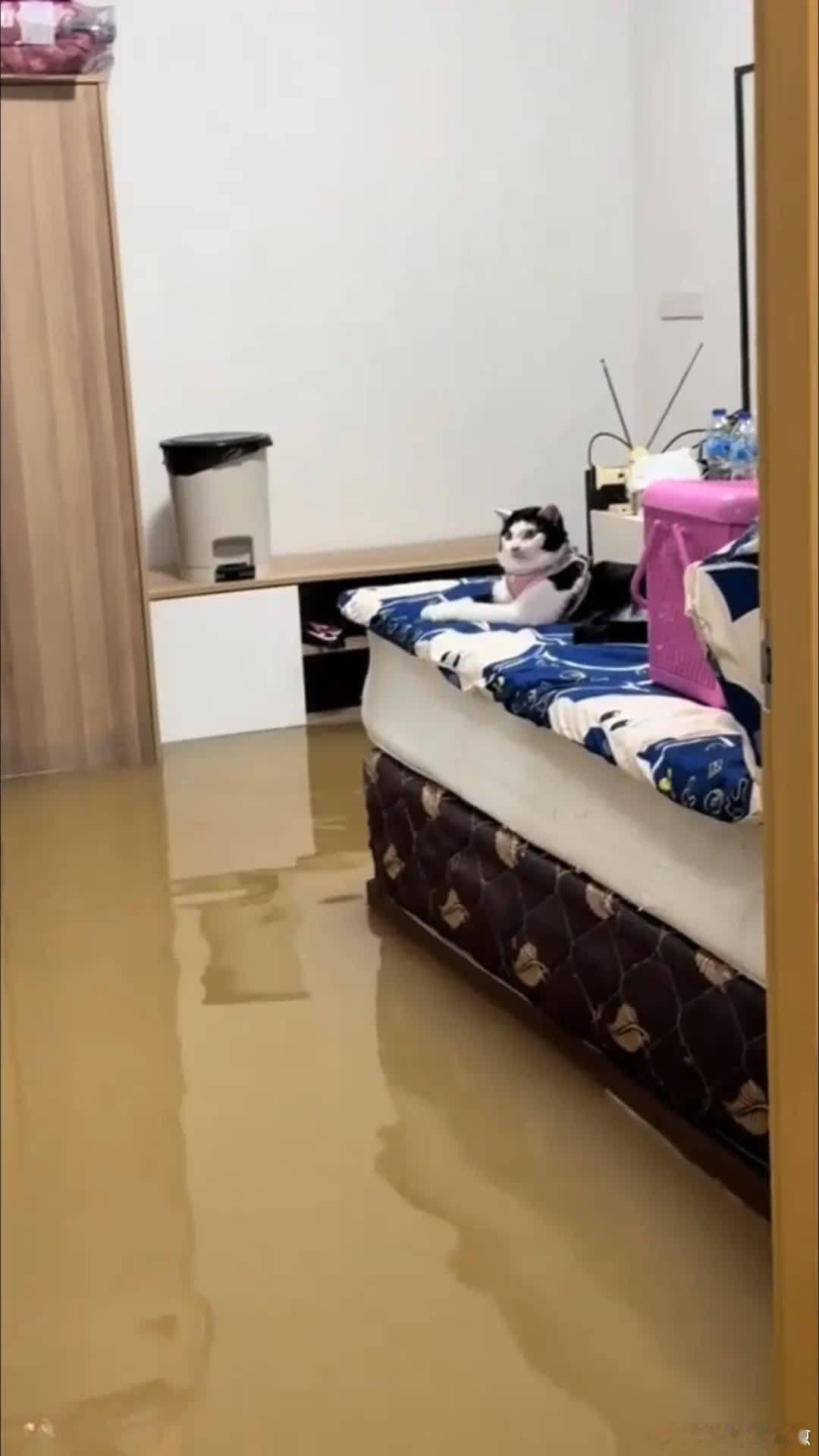 猫：我也是被迫的哦萌宠宠物