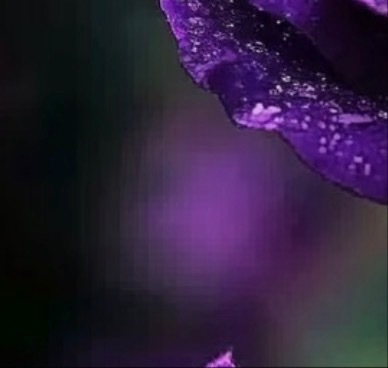 每日一善💜月尹星邱兔种植笔记｜玫瑰玫瑰的生长总是循序渐进，从新芽萌发、枝条抽长