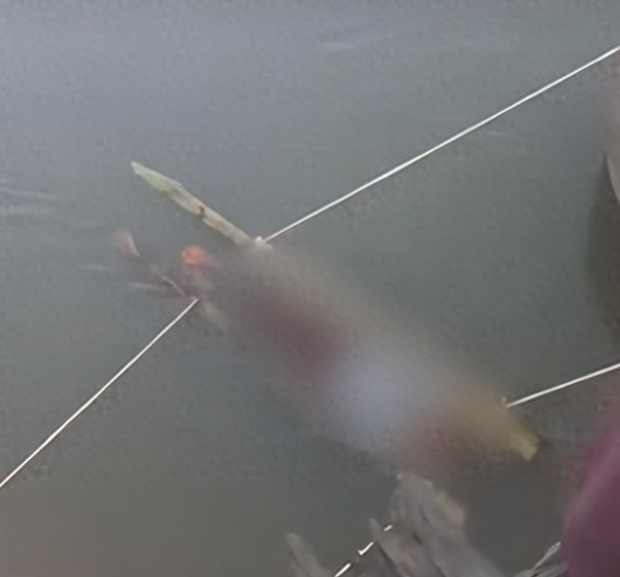 印度 13 岁男孩被蛇咬伤，家属将其泡恒河水 12 小时后身亡！

4 月 14