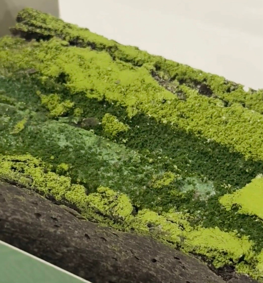 如此丰富有层次感的绿色 