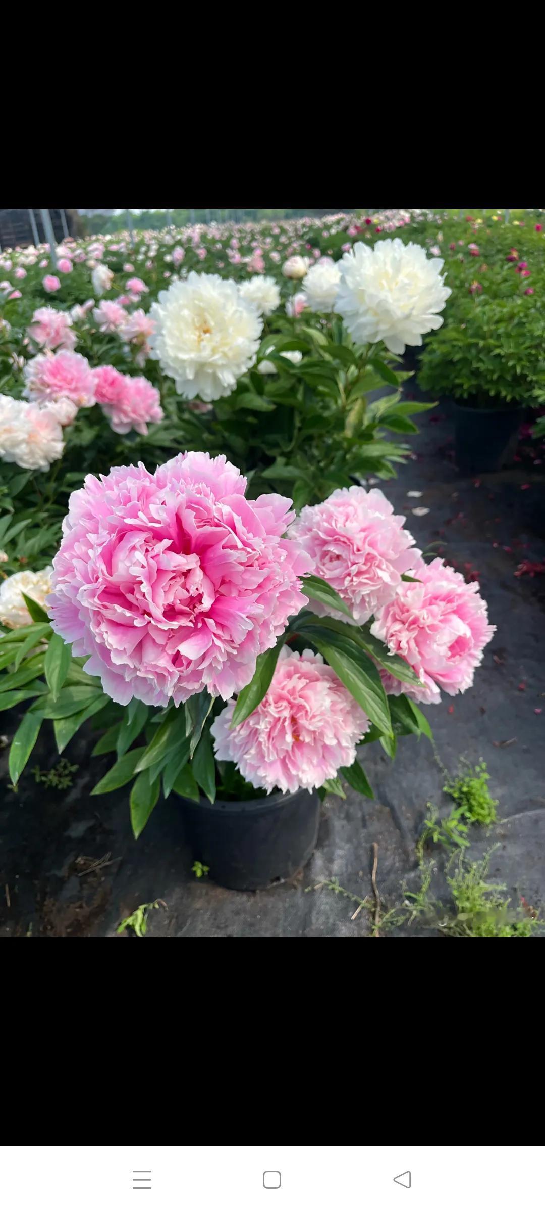 《赏牡丹》原创
姚黄魏紫映春光，
国色天香韵里藏。
风拂娇姿添媚态，
惹得蜂蝶醉