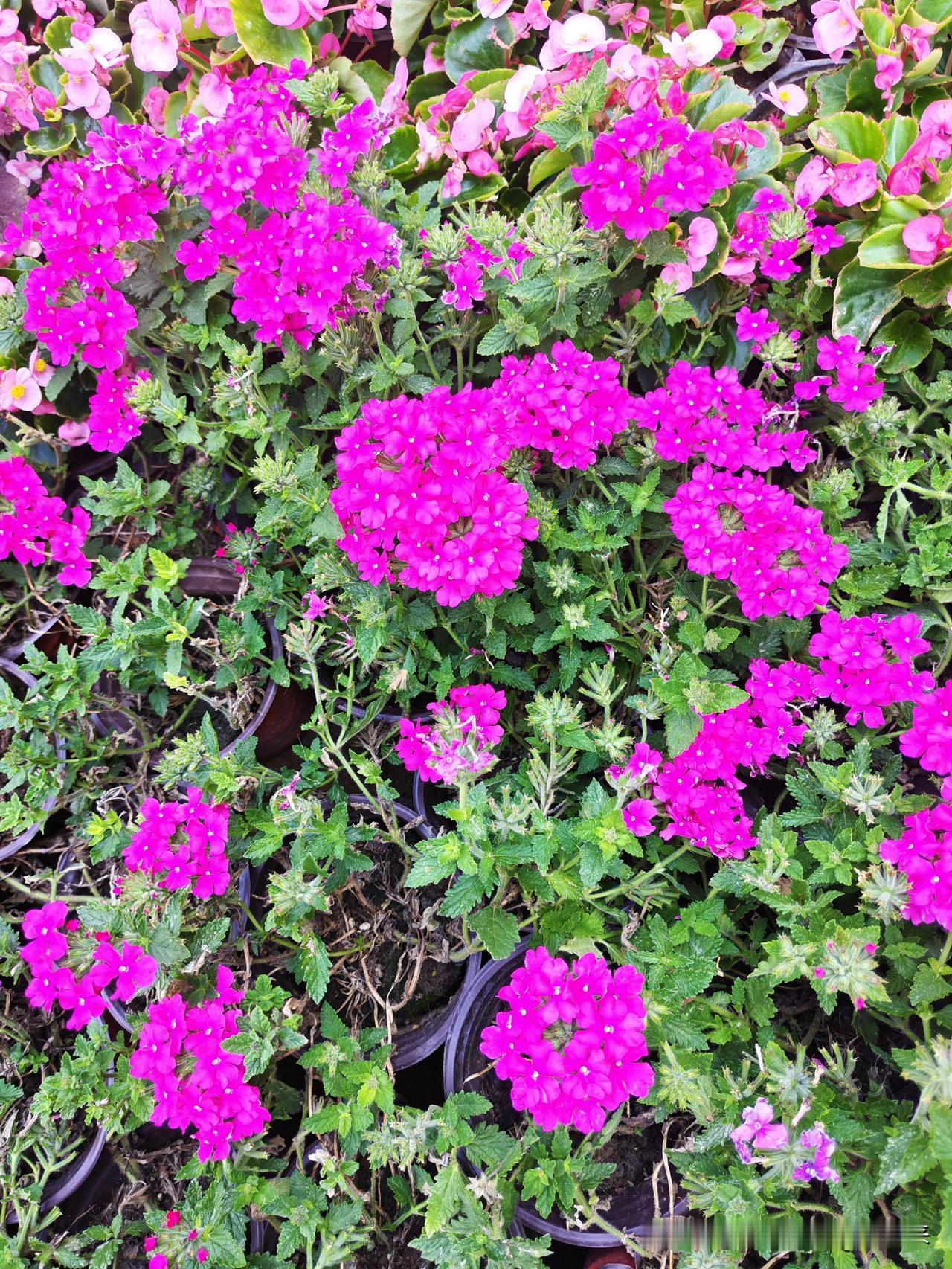 真心话茶局小花