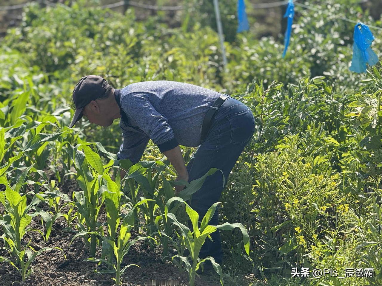 晒出镜头下的田野风光