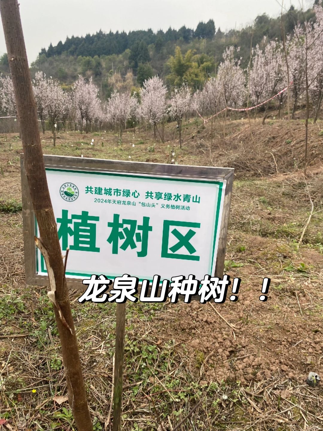 🌲成都现实版阿拉善！种树吗？有证书那种