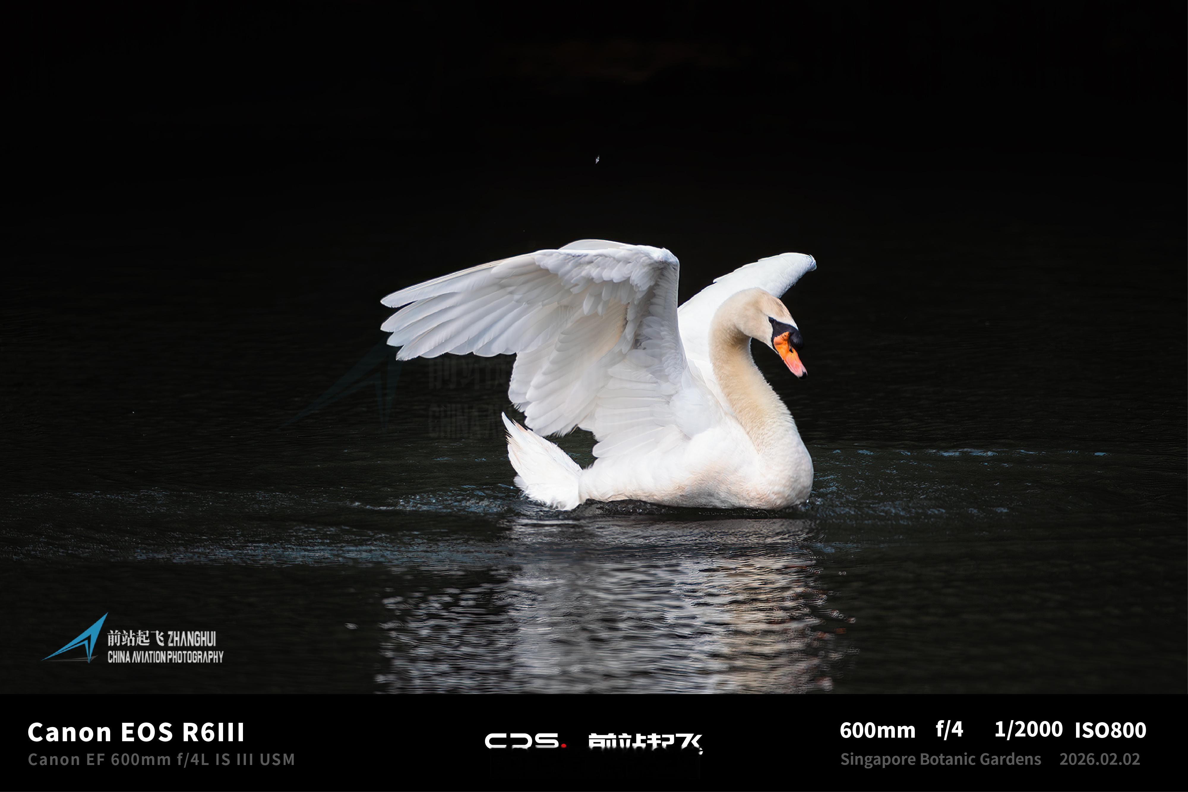 今天没有飞行，来拍个鸟 