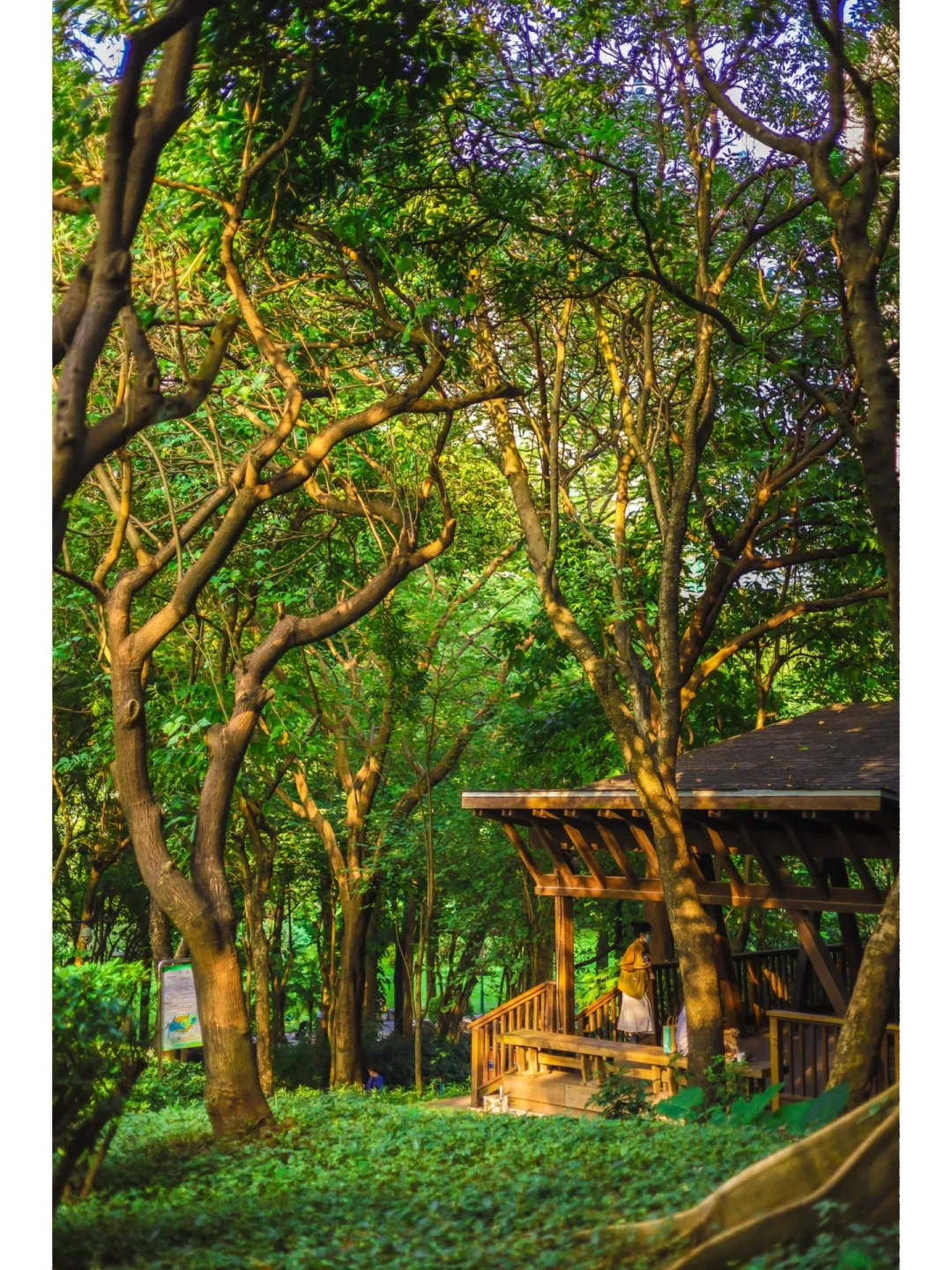 广州CBD藏着个绿野森林🌲城市氧吧🌳