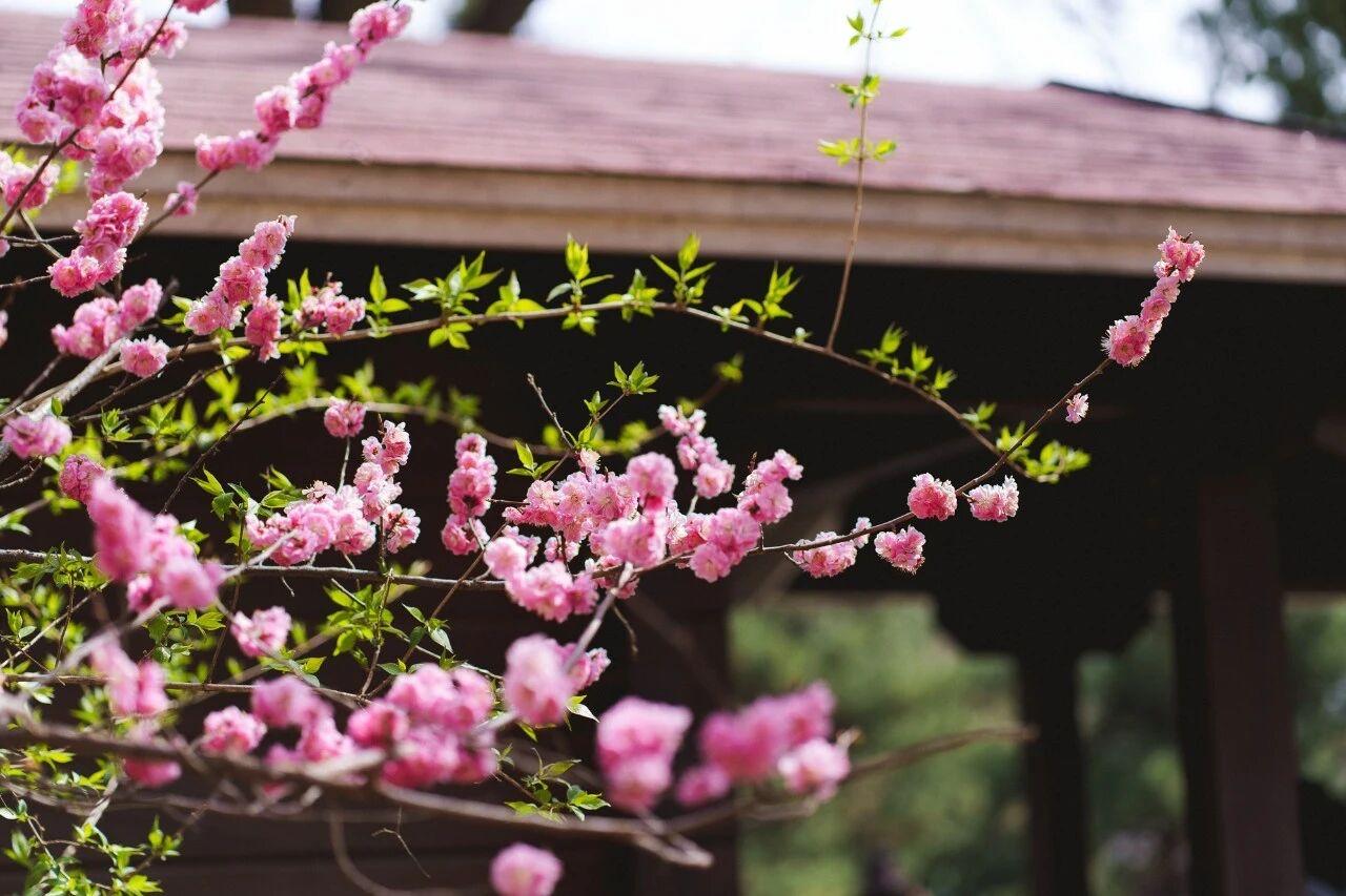 桃花已经快谢了
没有等到你的到来
或许
只能把希望寄托给明年
桃花绽放的时候吧