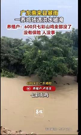 广东暴雨天淹死16000多只鸡50年一遇的暴雨，把广东陆丰一家大型养猪场淹了。让