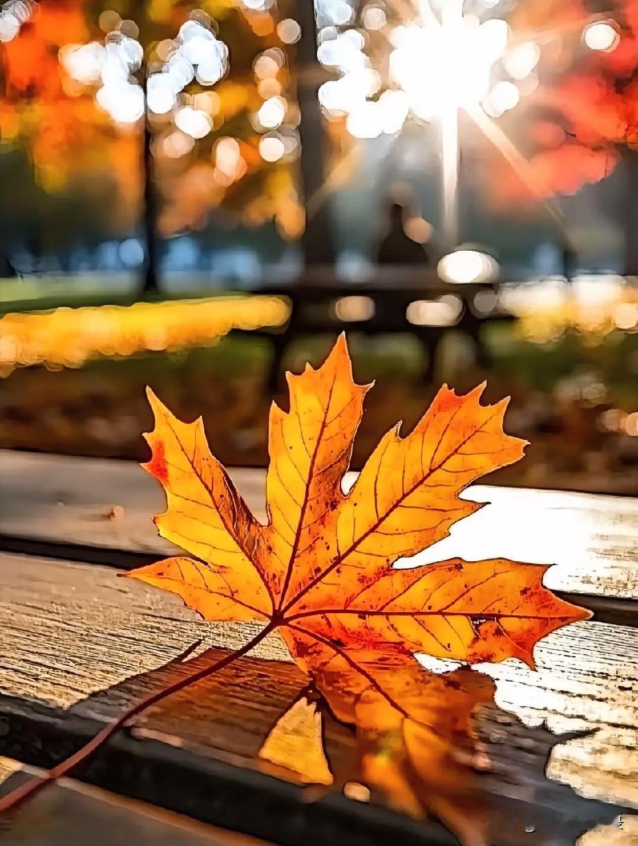 一片叶子落下来，不是结束，是一封信。它用整个夏天写好了正文——绿的脉络、光的纹路