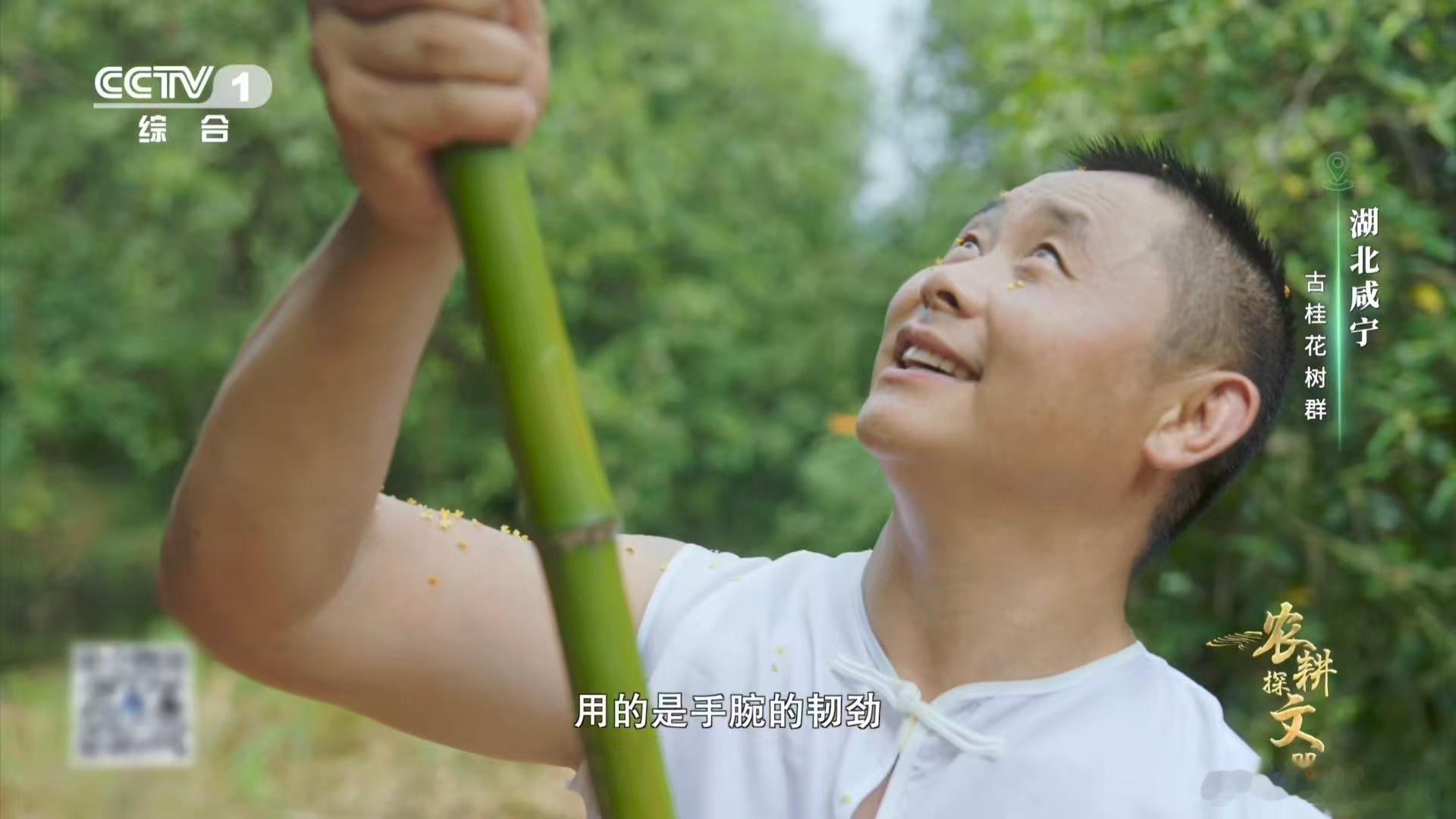 真的看到了桂花雨谁懂啊，课本里的桂花雨居然真的能亲眼见到同款，湖北咸宁花农采摘桂