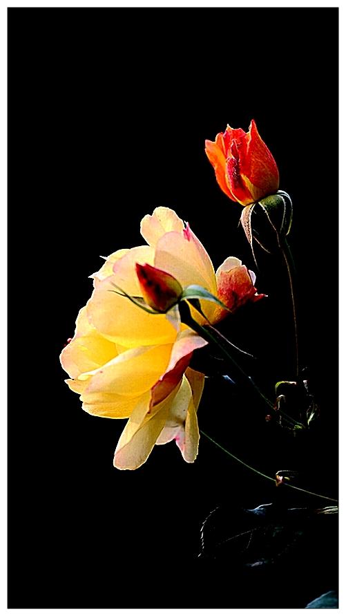 月季花