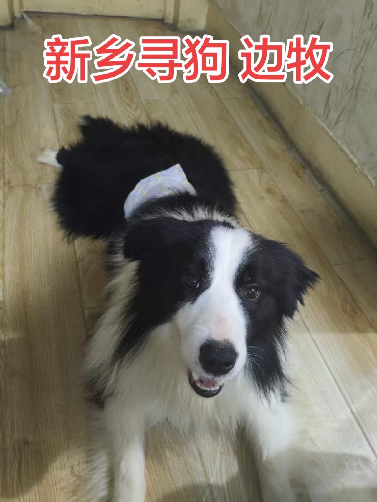 于2026年2月23日在健康路幸福巷捡到并长期饲养的一只狗狗，于2026年3月2