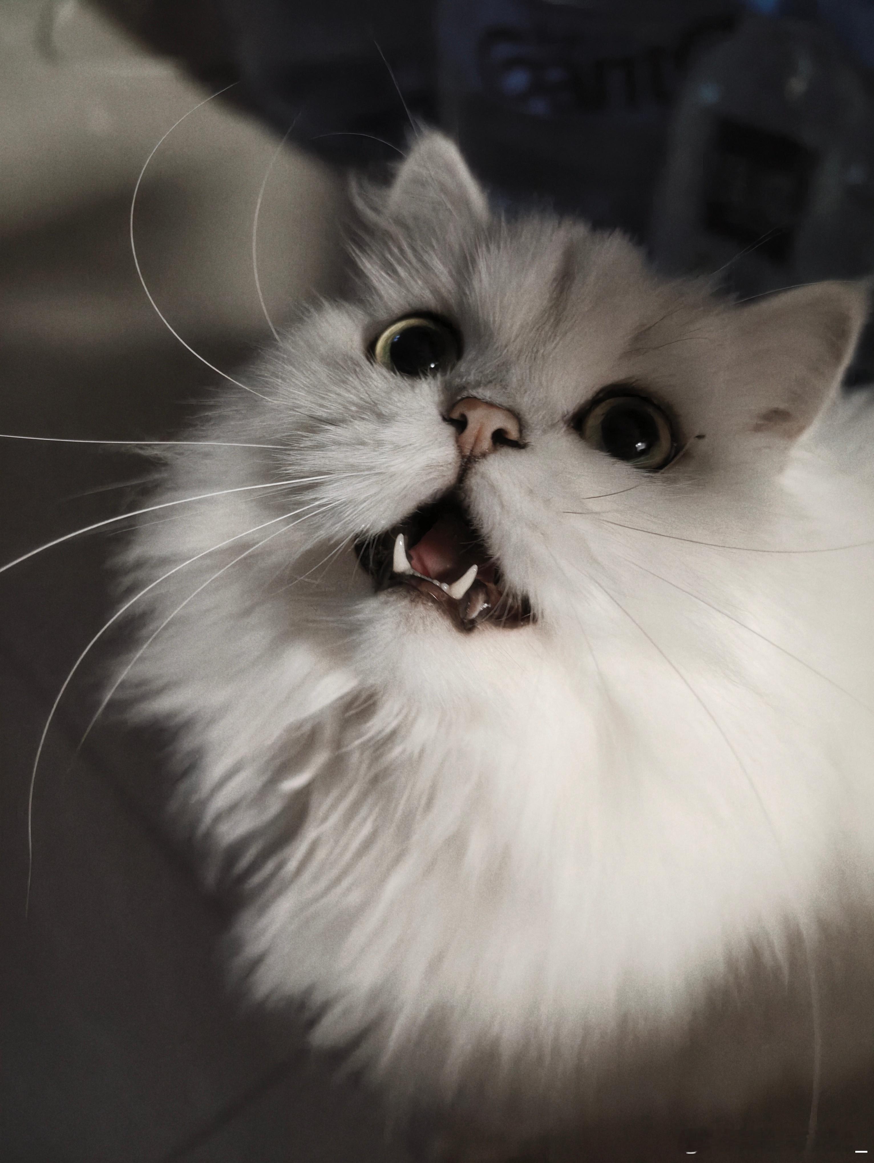 太可爱了 忍不住想炫耀可爱小猫
