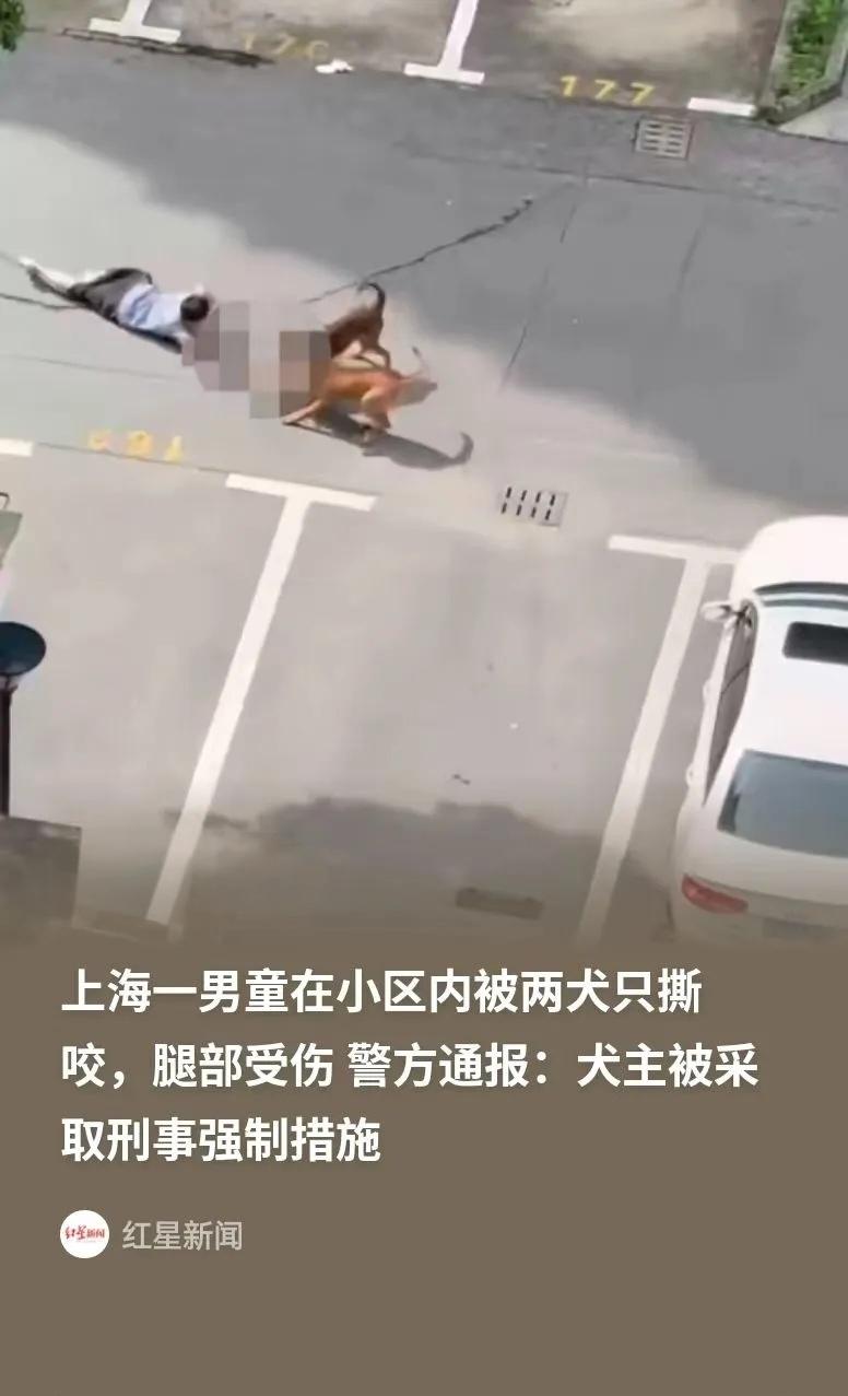 上海男子两只犬窜出家门疯狂撕咬男童，警方采取刑事强制措施！狗主人这回不只是赔钱，