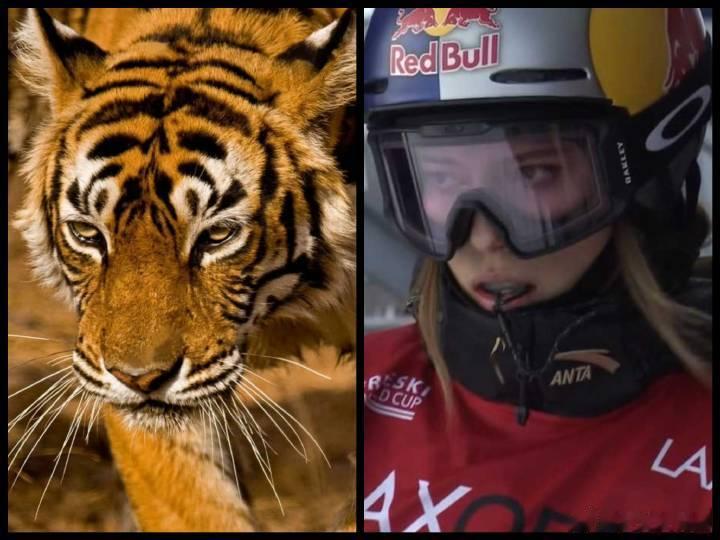 谷爱凌大跳台决赛第三跳前眼神Enigma