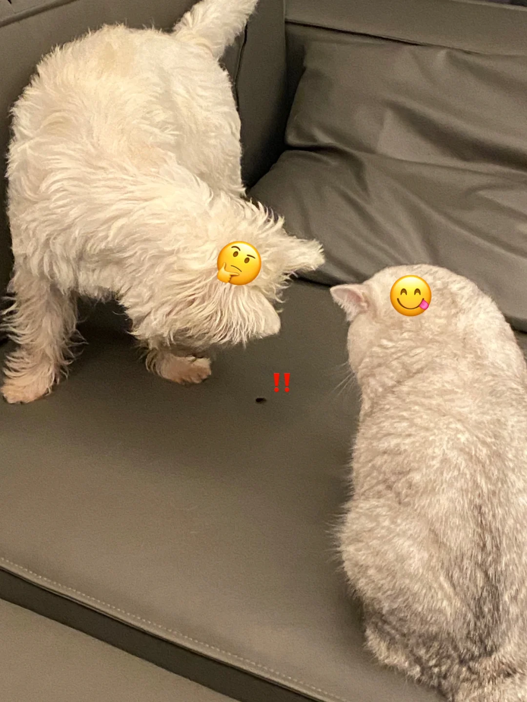 宅家ᐞ･֊･ᐞฅ