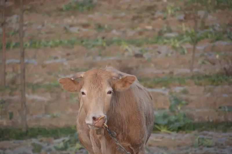 这是一则感人至深的故事，让人感受到动物与人之间那份难以言喻的情感与纽带。在安徽的