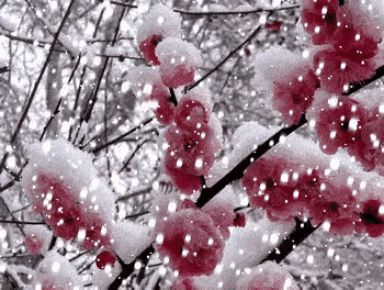 革命曲折叠，
冬雪伤红花。