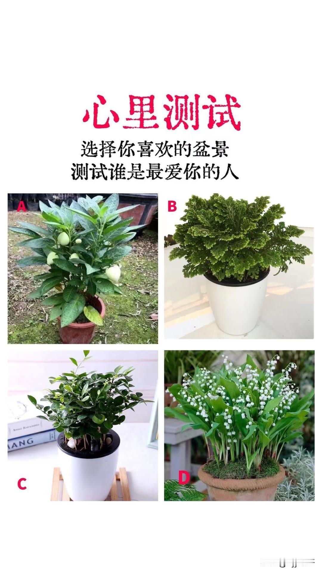 选择你喜欢的盆景测试谁是最爱你的人