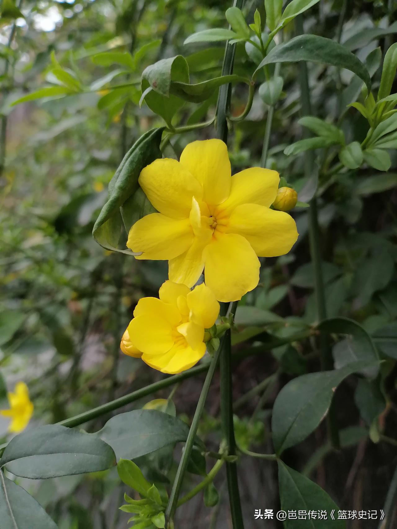 手机里花卉照片