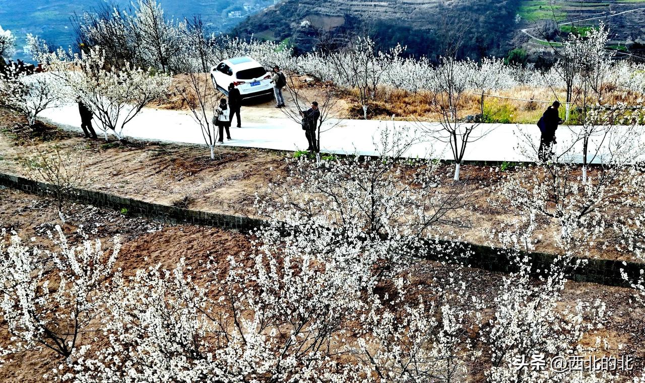 春日生活打卡季旬阳：千亩樱桃花开，“一朵花”撬动全域旅游